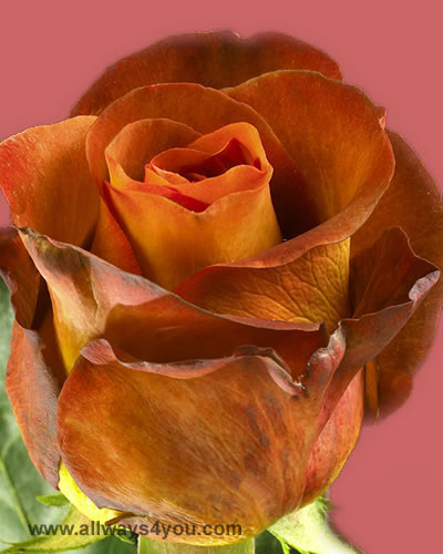 Allways4you Roses Coffee Break Flowers