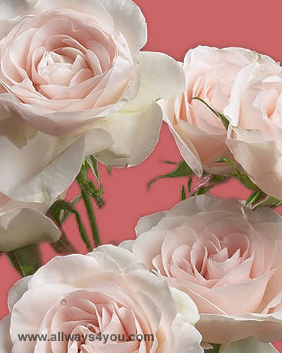 Allways4You: Spray Rose Celestial Flowers