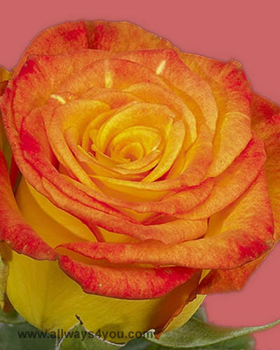 Allways4You: Roses Circus Flowers