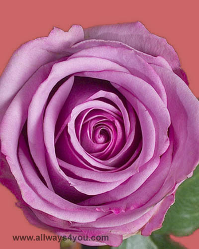 Allways4You: Roses Cool Water Flowers