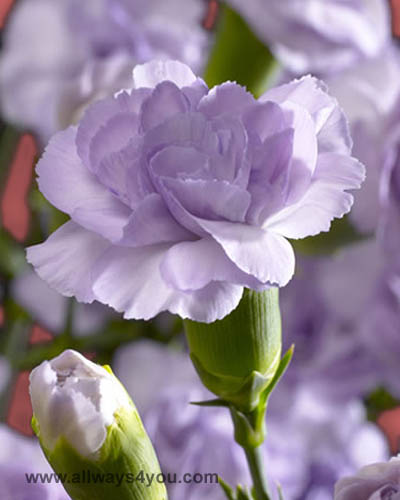 Allways4You: Florigene Carnations Moondust Flowers