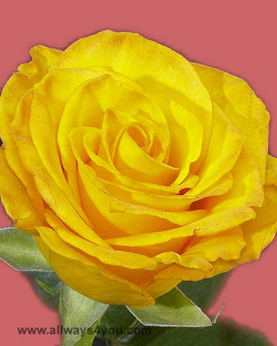 Allways4You: Roses Kerio Flowers