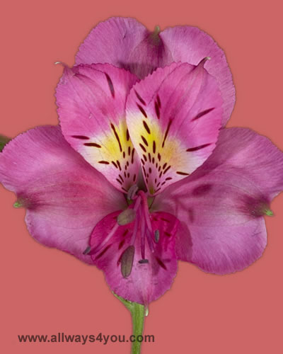 Alstroemeria-Laura Flowers- 646-208-9995 wholsale flowers