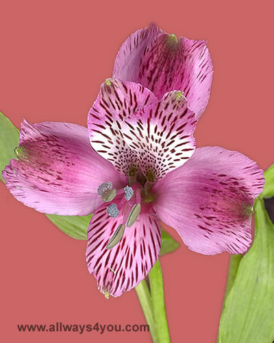 Alstroemeria-Luisa Flowers- 646-208-9995 wholesale roses flowers