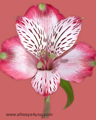 Alstroemeria-Nairobi Flowers-646-208-9995