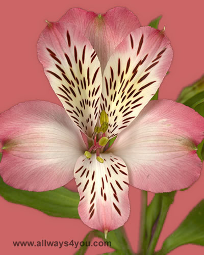 Alstroemeria-Nemo Flowers- 646-208-9995 wholesale florist