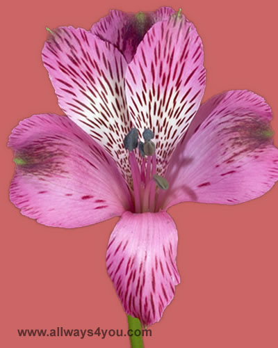 Alstroemeria-Othelo-Flowers- 646-208-9995 wholesale flower