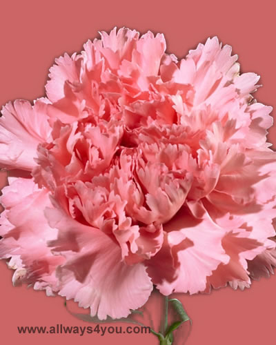 Carnation Paola Flowers