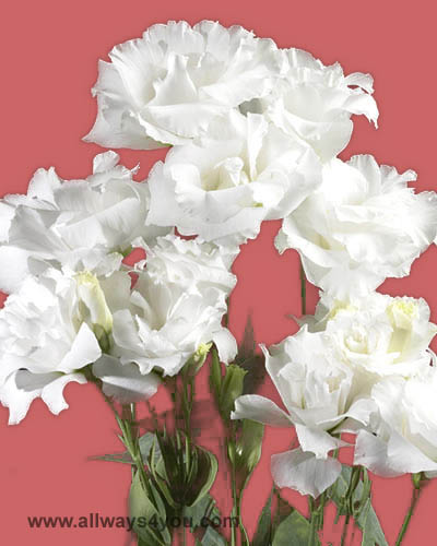 Lisianthus Picote White Flowers