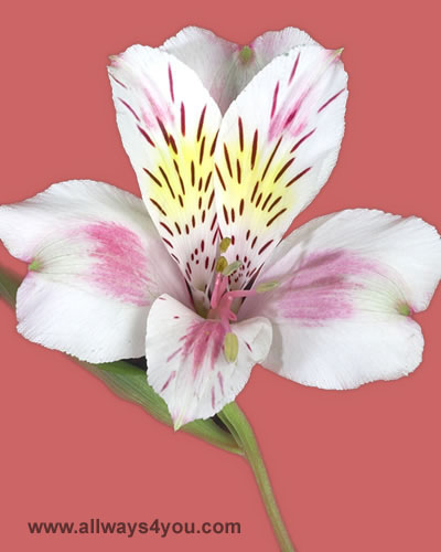 Alstroemeria-Rebecca Flowers-wholesale 646-208-9995