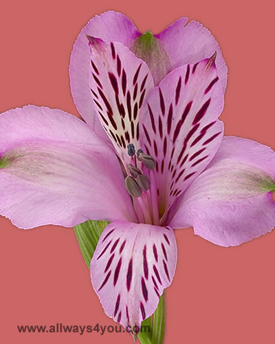 Alstroemeria-Rembrant  Flowers-646-208-9995 wholesale