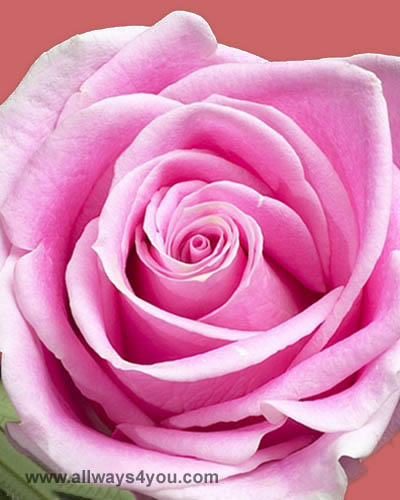 Allways4You: Roses Rosita Vendela Flowers