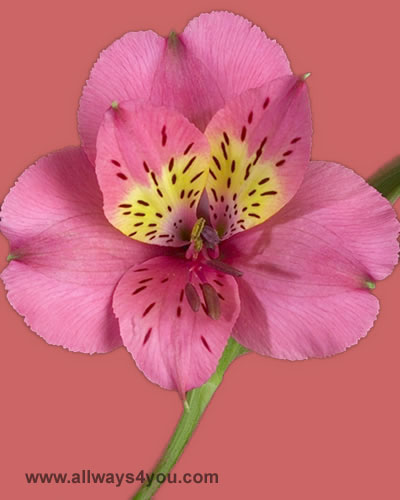 Alstroemeria-Rosita Flowers-646-208-9995