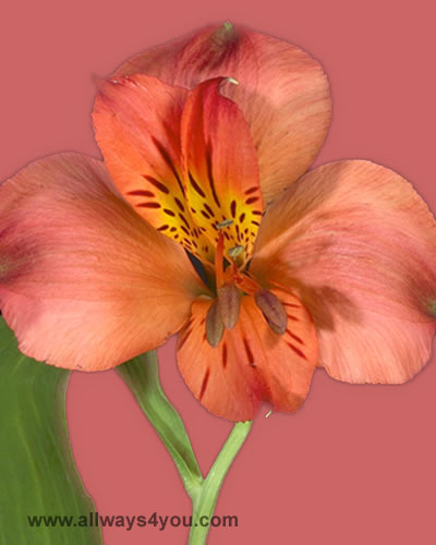 Alstroemeria-Sacha-Flowers- 646-208-9995