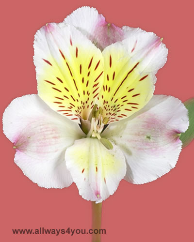 Alstroemeria-Sacramento Flowers-646-208-9995