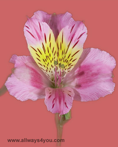 Alstroemeria-Toscana Flowers- 646-208-9995