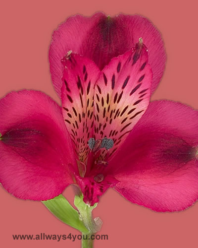 Alstroemeria-Valentine Flowers-646 208-9995